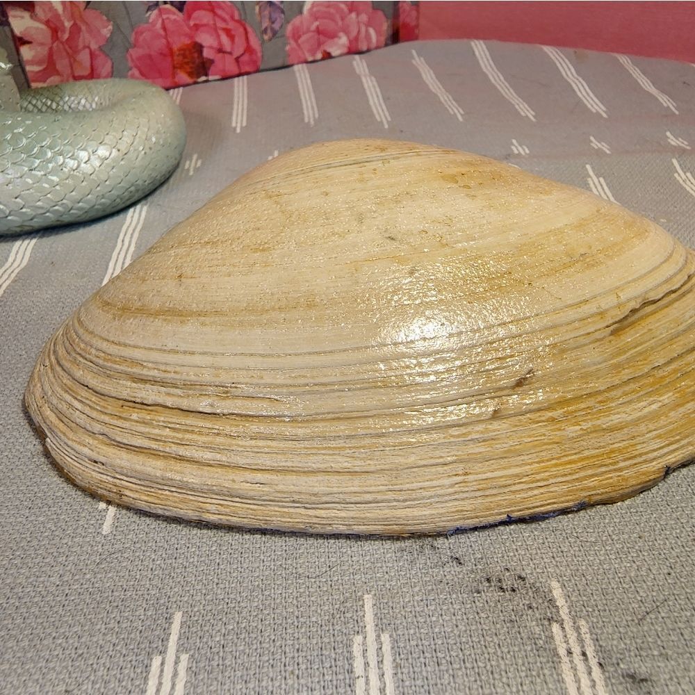 DECOUPAGE CLAM SHELL DECOUPAGE BLUE FLOWERS 💐 ON A CLAM SHELL TRINKET DISH - Picture 10 of 10